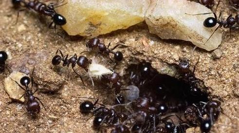 蚂蚁进家说明要发财 风水上说家里有蚂蚁-第1张图片