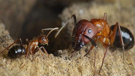 蚂蚁进家说明要发财 风水上说家里有蚂蚁-第2张图片