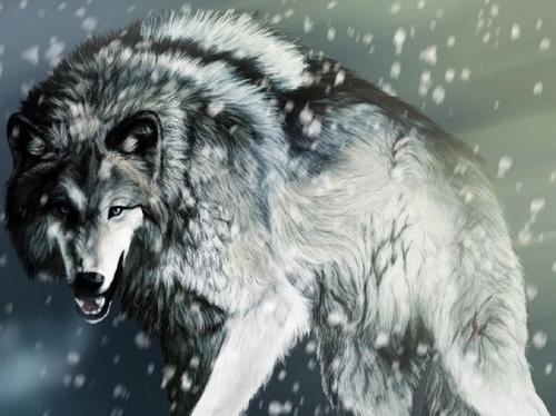 梦见狼是什么意思 梦见狼群是什么意思 梦见狼咬自己-第1张图片