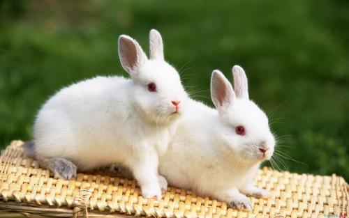 ​梦见家里有兔子是什么意思 梦见兔子跑进屋是什么预兆 梦见家里来了一只白色的兔子-第1张图片