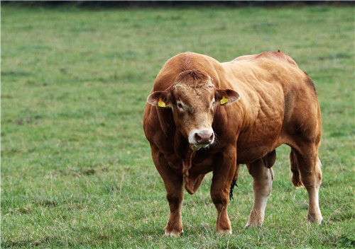 1997年属什么生肖 1997年属牛的是什么命 1997年属牛2021年运程-第2张图片
