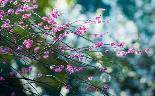 女孩带芸字的名字推荐,用芸字取名的寓意-第2张图片