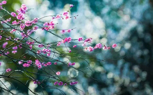 带芸字的女孩名字唯美,芸字取名女孩-第1张图片