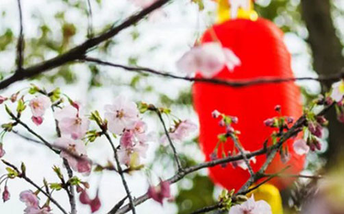 女孩取名带菲字,菲字配什么做名字好-第1张图片