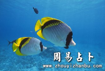 梦见鱼有什么寓意-第1张图片 梦见鱼有什么寓意-第1张图片