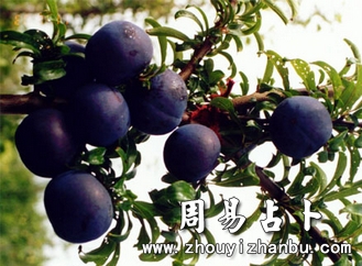 梦见李子代表什么