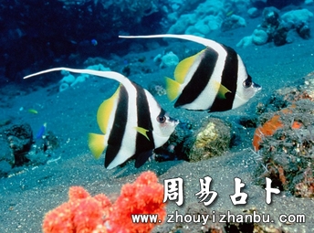 梦见鱼意味着什么-第1张图片 梦见鱼意味着什么-第1张图片