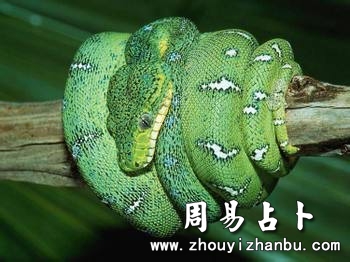 梦见蛇会是什么呢-第1张图片 梦见蛇会是什么呢-第1张图片
