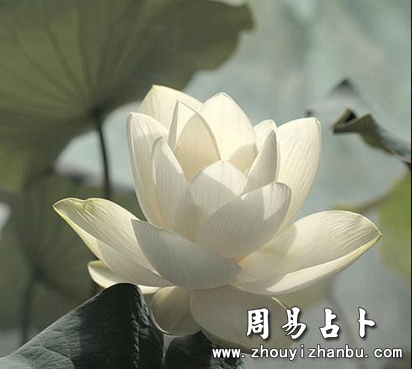 孕妈妈为什么老是做梦梦见蛇-第1张图片