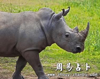 梦见犀牛代表什么