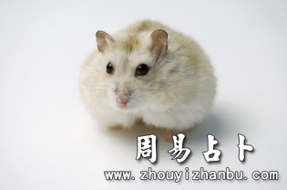 梦见老鼠预示着什么-第1张图片 梦见老鼠预示着什么-第1张图片