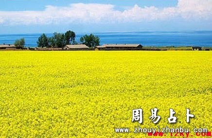 梦见天鹅什么意思
