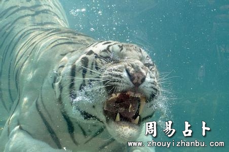 梦见白虎意味着什么