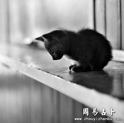 做梦梦到猫什么意思-第1张图片