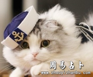 梦见猫是什么意思？