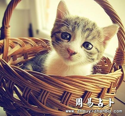 做梦梦见猫和狗代表什么意思-第1张图片 做梦梦见猫和狗代表什么意思-第1张图片