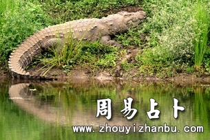 梦见鳄鱼是什么意思