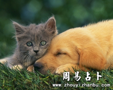 梦中梦见猫狗是什么意思
