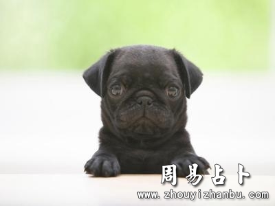 梦见黑狗是什么意思-第1张图片 梦见黑狗是什么意思-第1张图片