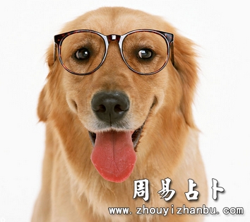 梦见狗是什么意思？-第1张图片