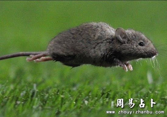梦见老鼠是什么意思？-第1张图片