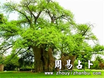梦见树是什么意思-第1张图片 梦见树是什么意思-第1张图片
