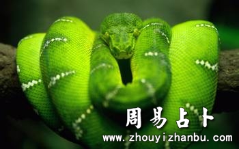 梦到大蛇是什么意思-第1张图片 梦到大蛇是什么意思-第1张图片