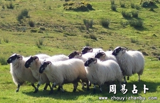 梦见羊是什么意思-第1张图片
