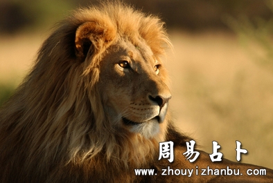 梦见狮子是什么意思？