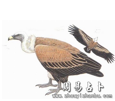梦见秃鹫是什么意思