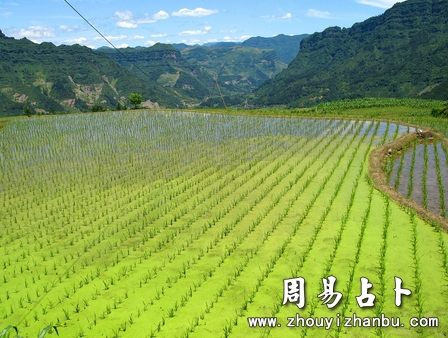梦见青苗是什么意思？