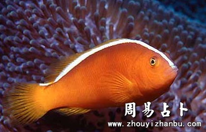 梦见鱼有什么意思