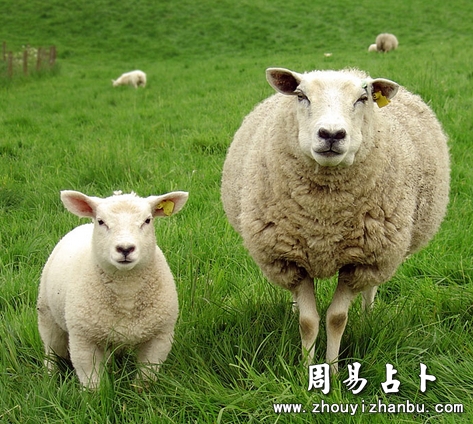 梦见母绵羊代表什么意思