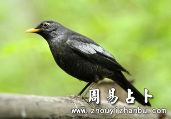 梦见杜鹃是什么意思