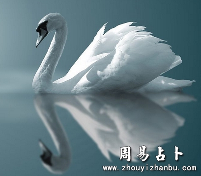 梦见天鹅是什么意思-第1张图片