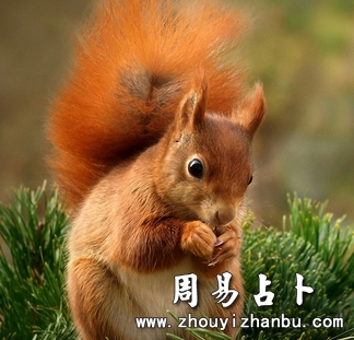 梦见松鼠是什么意思