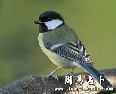 梦见鸟是什么意思