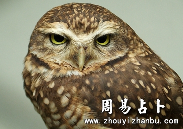 梦见猫头鹰是什么意思