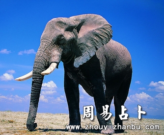 梦见大象是什么意思？