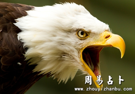 梦见老鹰是什么意思