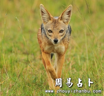 梦见豺狼是什么意思