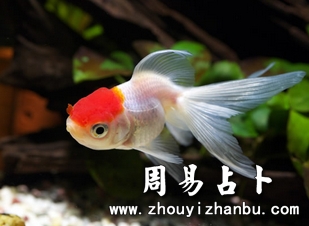 梦见金鱼代表什么意思