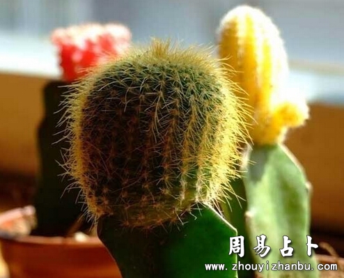 梦见仙人掌是什么意思