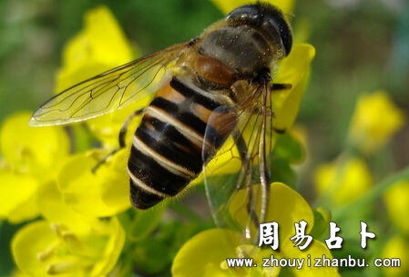 梦见蜜蜂是什么意思