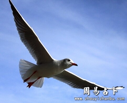 梦见海鸥是什么意思