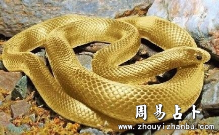 梦见黄蛇是什么意思-第1张图片