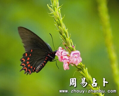 梦见蝴蝶是什么意思