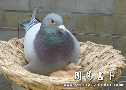 梦见鸽子是什么意思