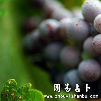 孕妇梦见葡萄什么意思