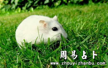 梦见小白鼠是什么意思-第1张图片